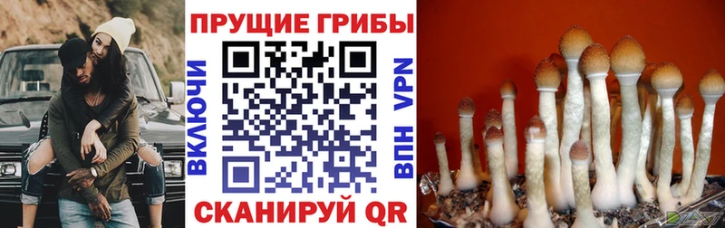наркота  Снежинск  блэк спрут ONION  Псилоцибиновые грибы прущие грибы 